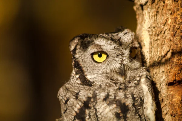 Westliche Kreischeule — Stockfoto