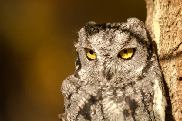 Zachodniej screech owl — Zdjęcie stockowe