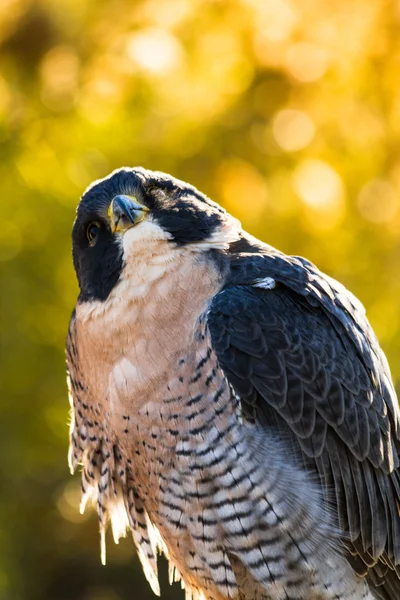 Peregrine Falcon — Stock Photo, Image