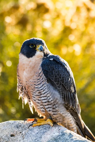 Halcón peregrino — Foto de Stock