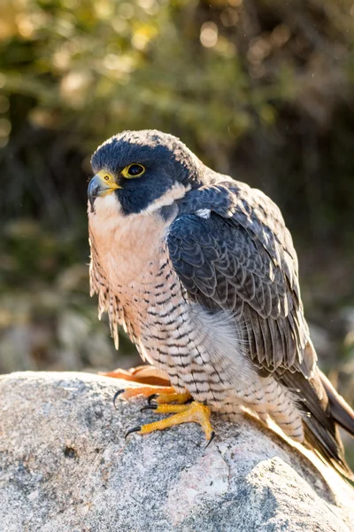Peregrine Falcon — Stock Photo, Image