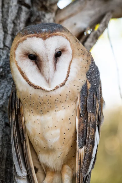 Barn Owl — Stock Photo, Image