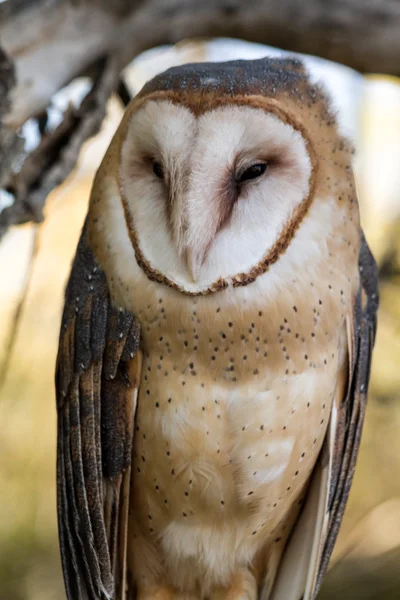 Barn Owl — Stock Photo, Image