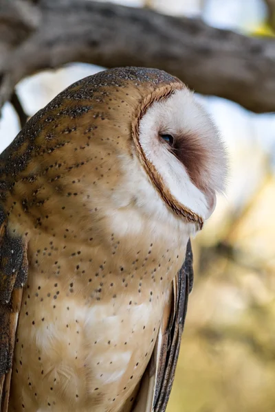 Barn Owl — Stock Photo, Image