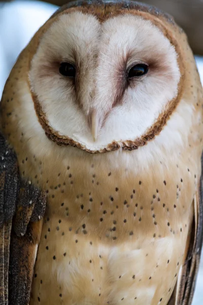 Gråuggla Stockbild