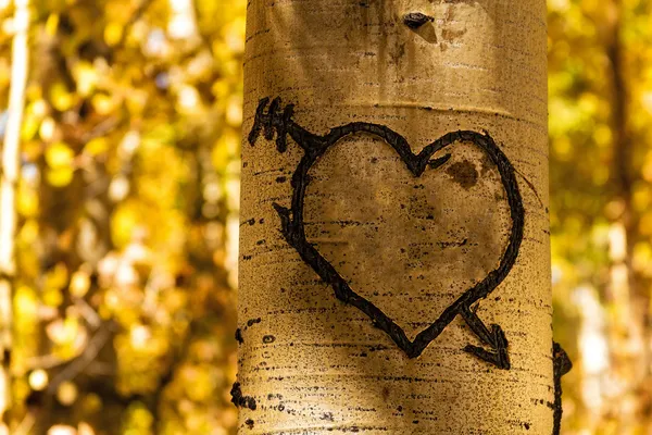 kavak ağacı Kalpler