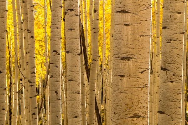 Aspen Tree Trunk Forest — Stock Photo, Image