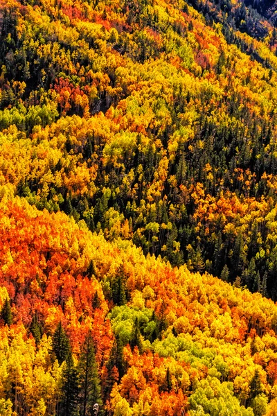 Aspen bomen — Stockfoto