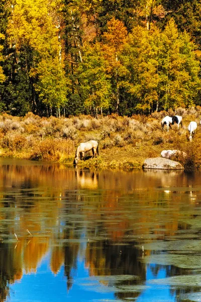 Caballos por el agua en otoño — Foto de Stock