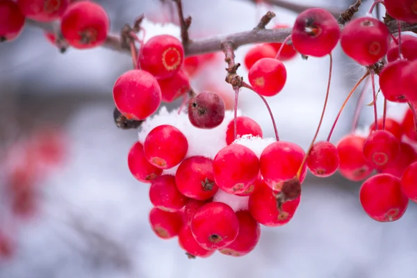 Beeren im weißen Schnee — Stockfoto