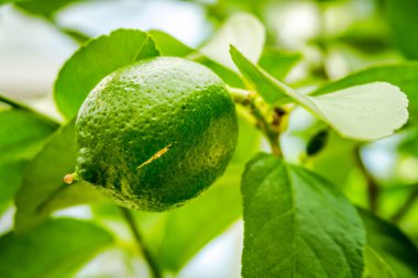 Persian Limes Growing on Tree clipart