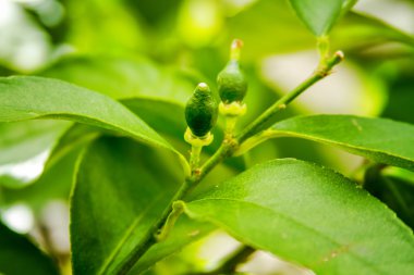 Farsça limes ağaç üzerinde büyüyen