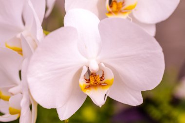 tropikal orkide çiçek çiçek