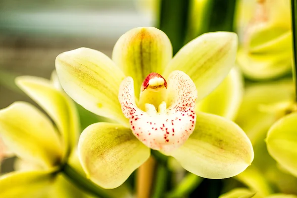 Tropical Orchid Flower Blossoms — Stock Photo, Image