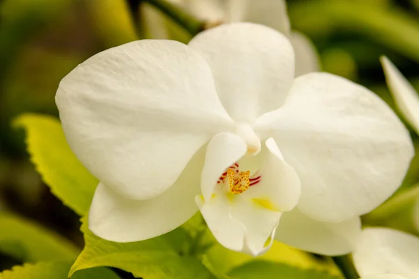 熱帯蘭の花の花 — ストック写真