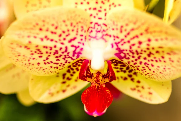 Tropical Orchid Flower Blossoms — Stock Photo, Image