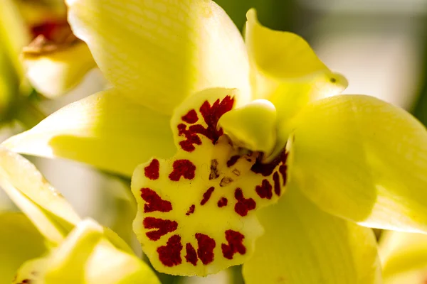 Tropical Orchid Flower Blossoms — Stock Photo, Image