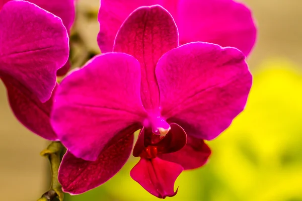 Tropikalny orchidea kwiat kwiaty — Zdjęcie stockowe