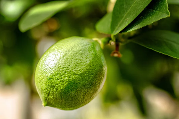 Unripe Meyer Lemon on Tree — Stock Photo, Image