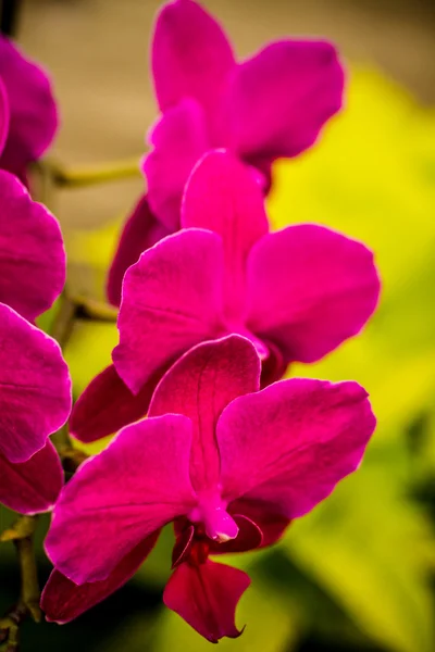 Tropische orchideebloem blossoms — Stockfoto