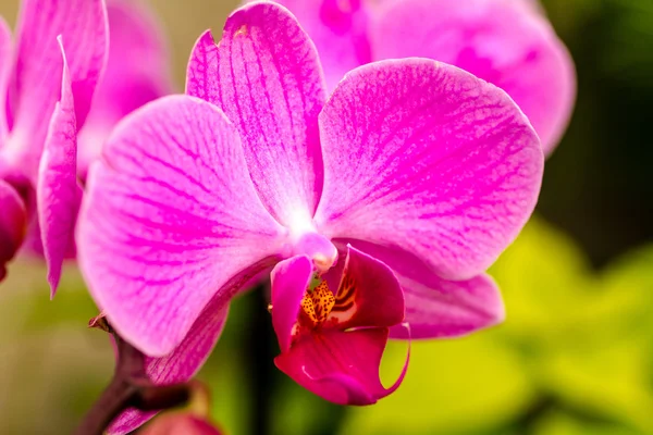 Tropical Orchid Flower Blossoms — Stock Photo, Image