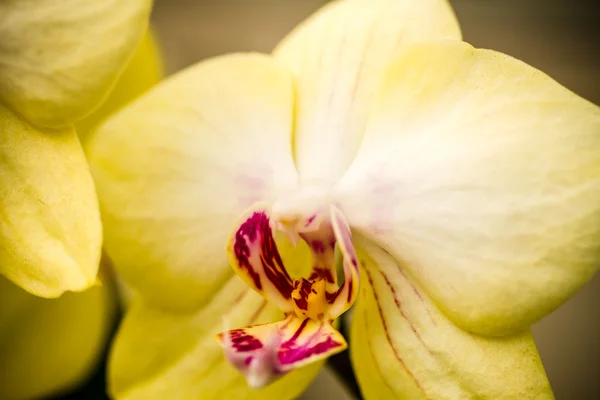 Tropical Orchid Flower Blossoms — Stock Photo, Image