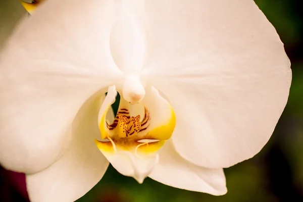 Τροπικό orchid λουλούδι ανθοφορία — Φωτογραφία Αρχείου