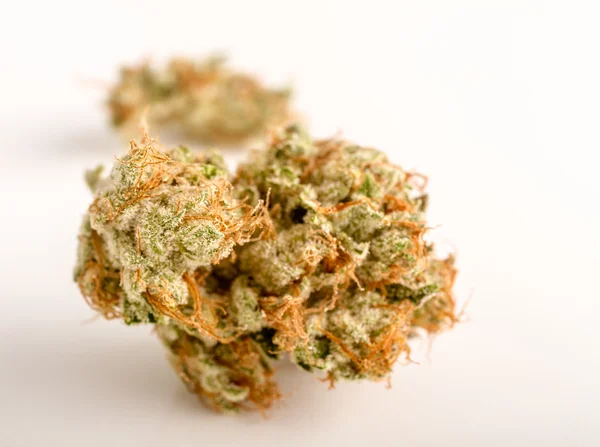 Marijuana knoppar — Stockfoto