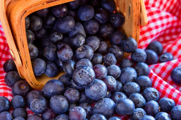 Fresh picked organic blueberries — Stock Photo, Image