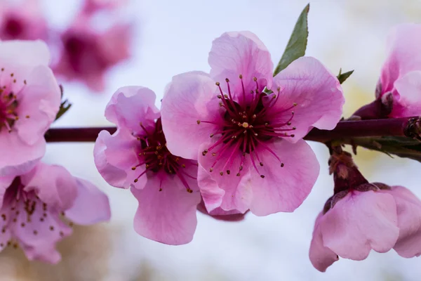 Персиковый сад в весеннем цвету — стоковое фото