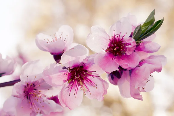 Peach Orchards in Spring Bloom — Stock Photo, Image