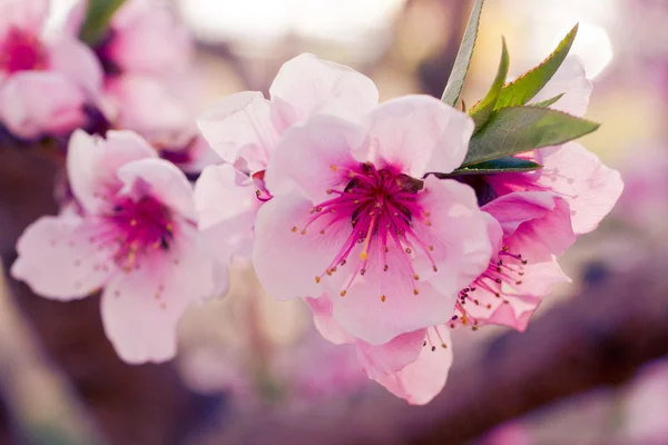 Peach Orchards in Spring Bloom — Stock Photo, Image