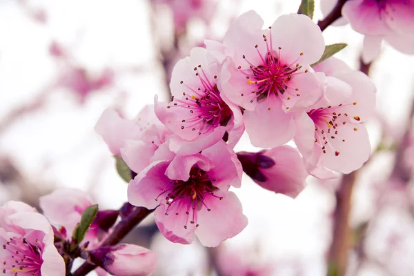 Peach Orchards in Spring Bloom — Stock Photo, Image