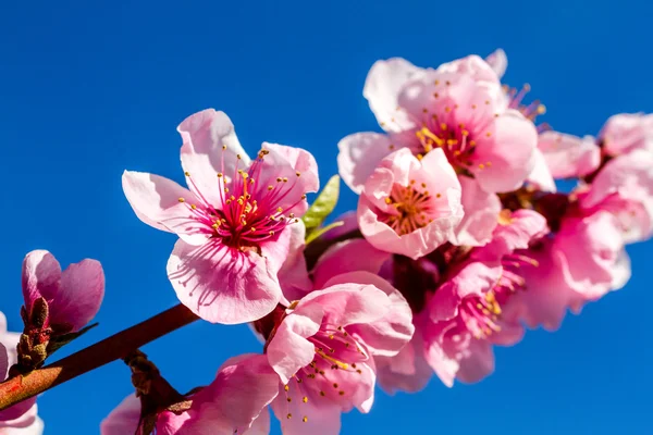 Brzoskwiniowe Sady kwitnące wiosną — Zdjęcie stockowe