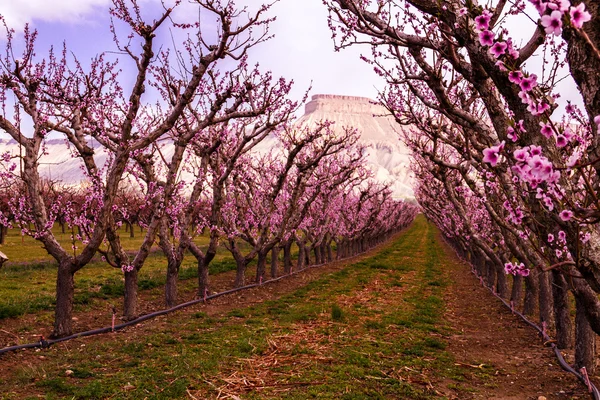 Blooming Peach Orchards in Palisades CO — Stock Photo, Image