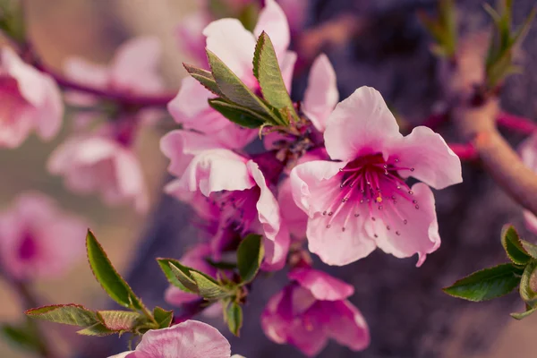Персиковый сад в весеннем цвету — стоковое фото