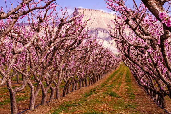 Blommande persikoträd fruktträdgårdar i palisades co — Stockfoto