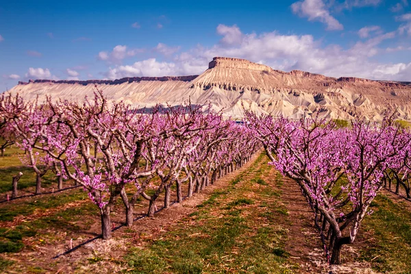 Frutti di pesco in fiore a Palisades CO — Foto Stock