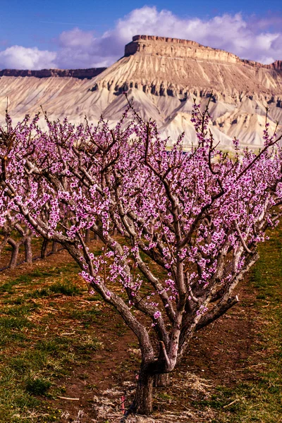 Blommande persikoträd fruktträdgårdar i palisades co — Stockfoto