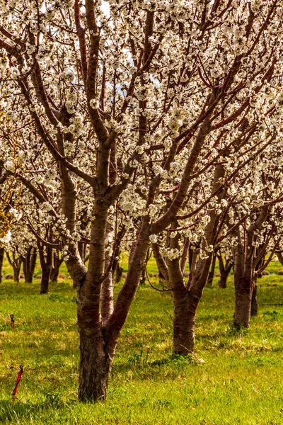 Persika och apple fruktträdgårdar våren blommar — Stockfoto
