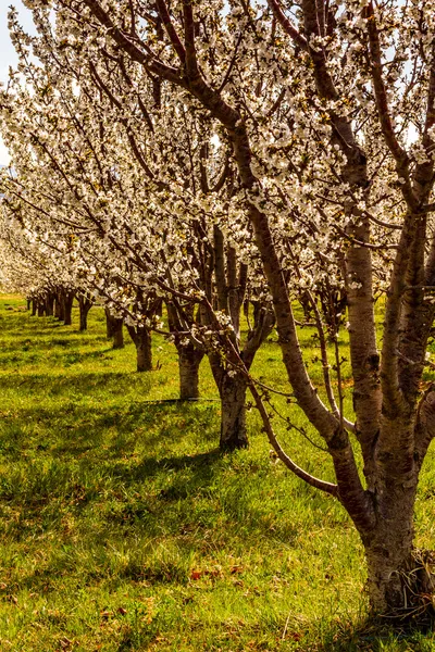 Персиковый и яблочный сады в весеннем цвету — стоковое фото