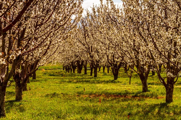 Perzik en apple boomgaarden in voorjaar bloei — Stockfoto