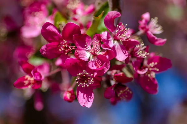 Яблони в весеннем цветении — стоковое фото
