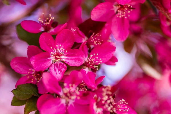 Crab Apple Trees in Spring Bloom — Stock Photo, Image