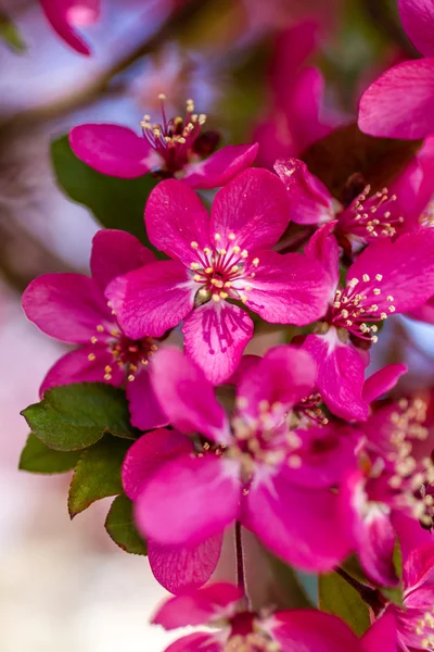 Яблони в весеннем цветении — стоковое фото