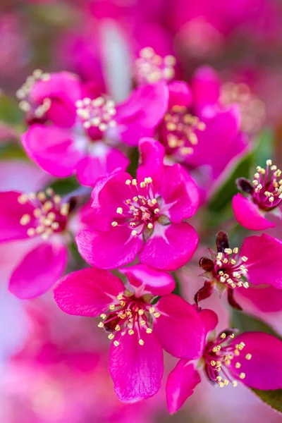 Pommiers de crabe en fleur de printemps — Photo