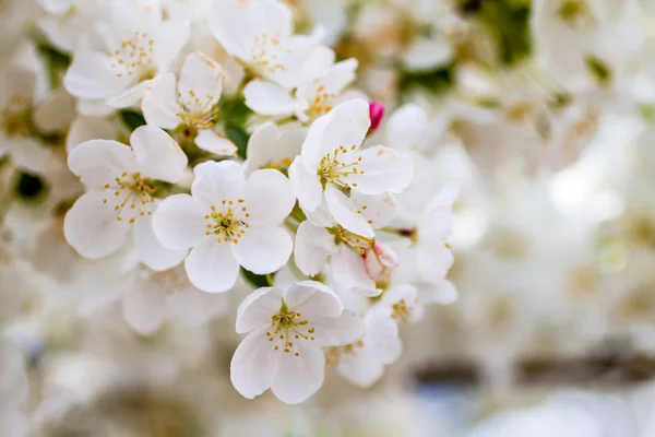 White Crab Apple Trees in Spring Bloom — Stock Photo, Image
