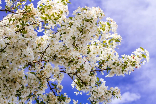 Vit krabba äppelträd i våren Blom — Stockfoto