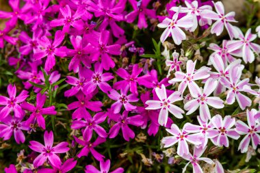 phlox pembe ve beyaz çiçekler açan