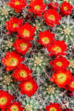 flor cactus barril con las floraciones rojas